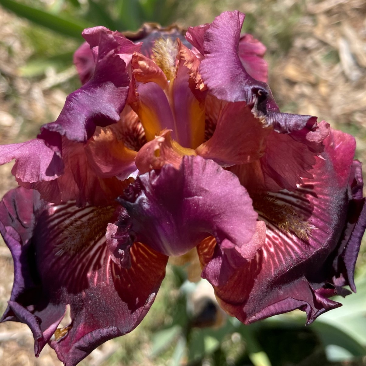 MEDICI PRINCE IRIS FOR SALE ONLINE