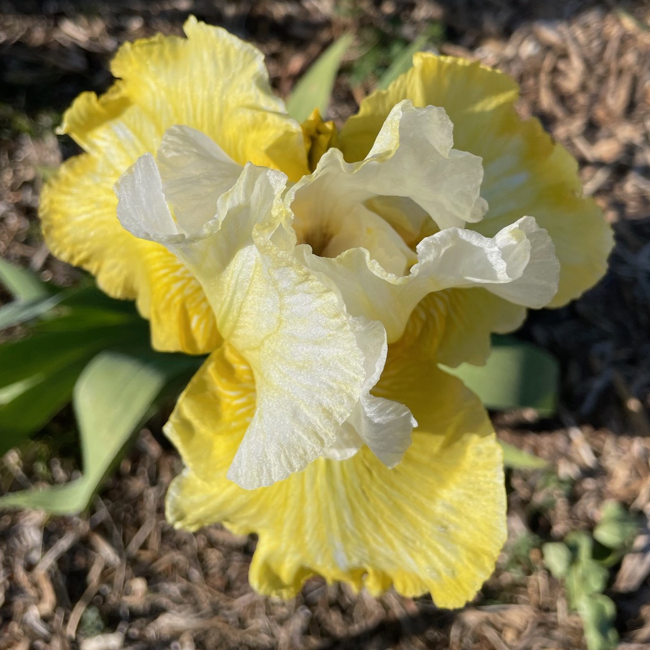 MELTED BUTTER IRIS FOR SALE ONLINE