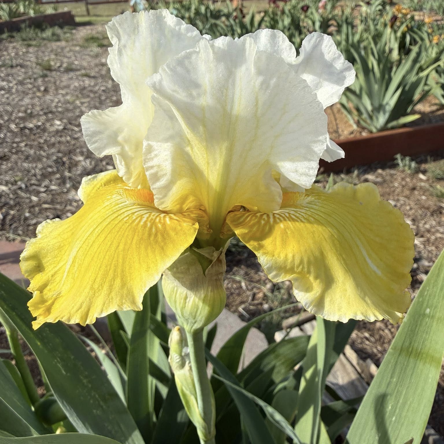 1 MELTED BUTTER 3 MELTED BUTTER IRIS FOR SALE ONLINE
