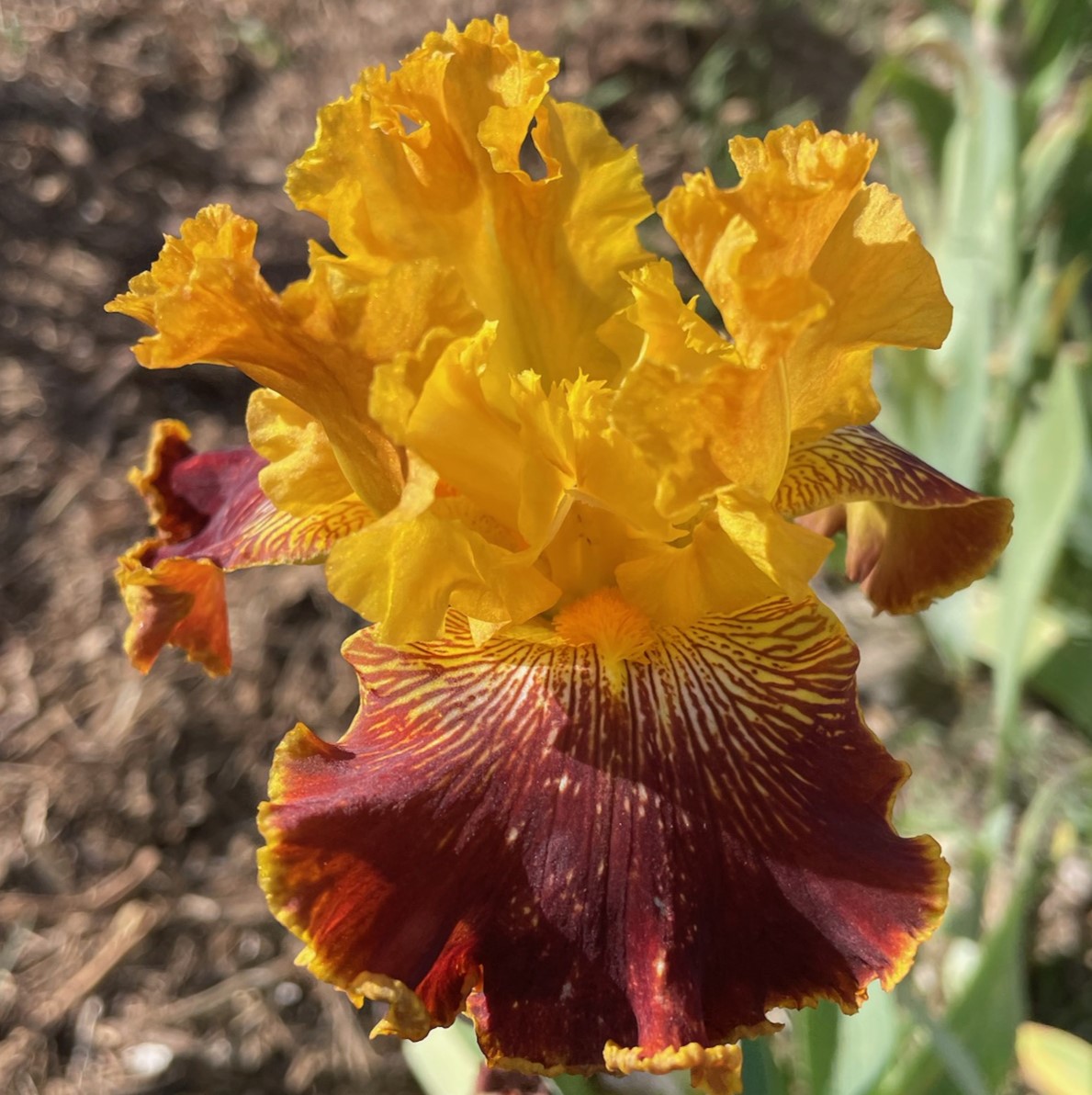 MICHIGAN PRIDE IRIS FOR SALE ONLINE