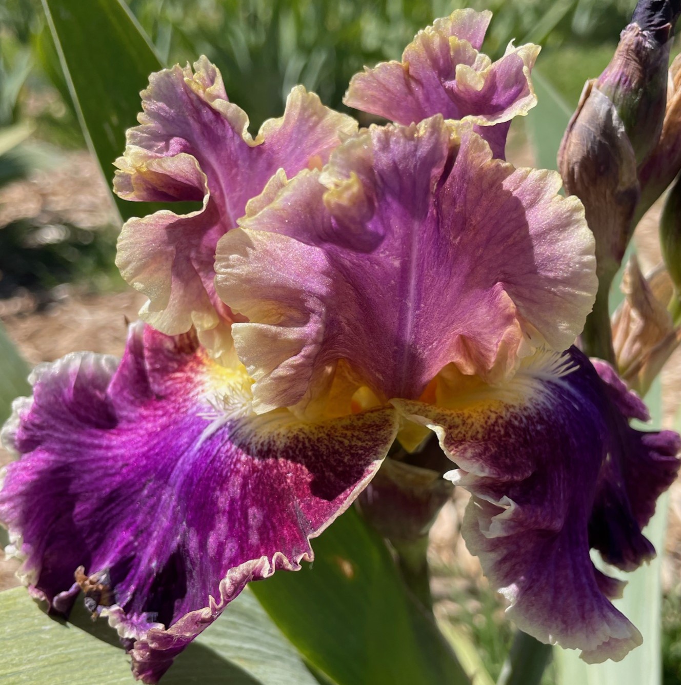 MONTMARTRE IRIS FOR SALE ONLINE