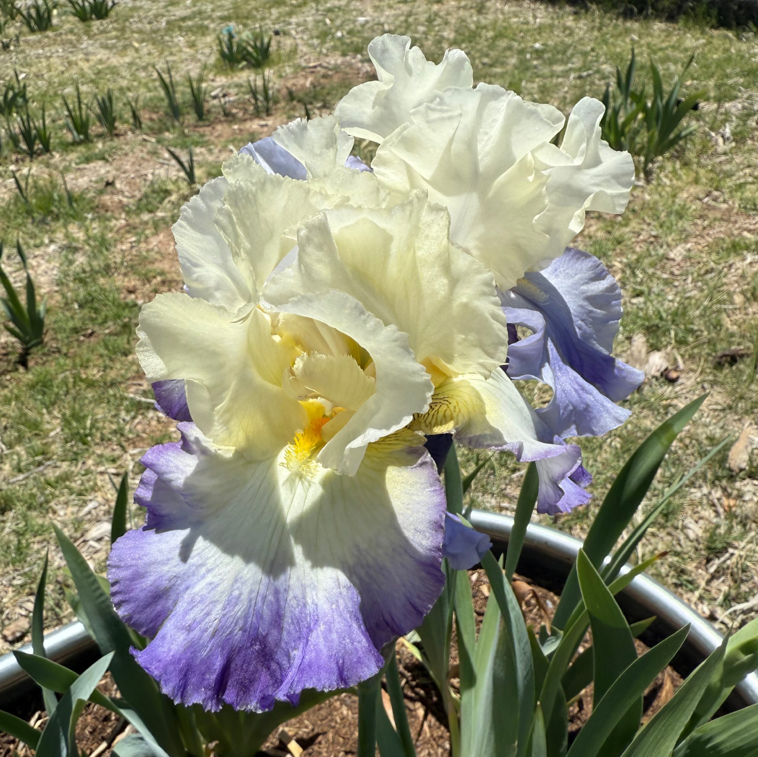 MOTHER EARTH IRIS FOR SALE ONLINE