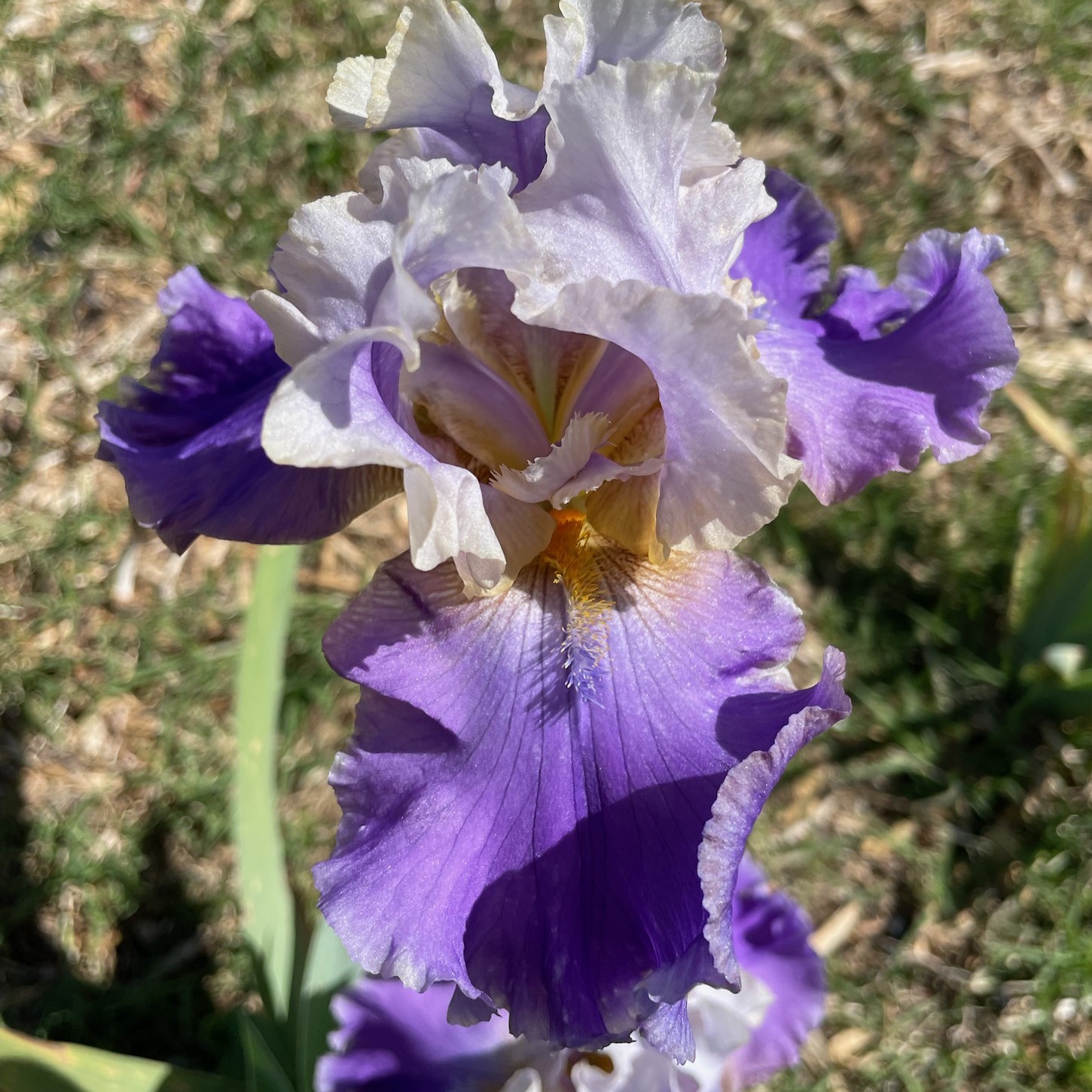 MOTHER EARTH IRIS FOR SALE ONLINE
