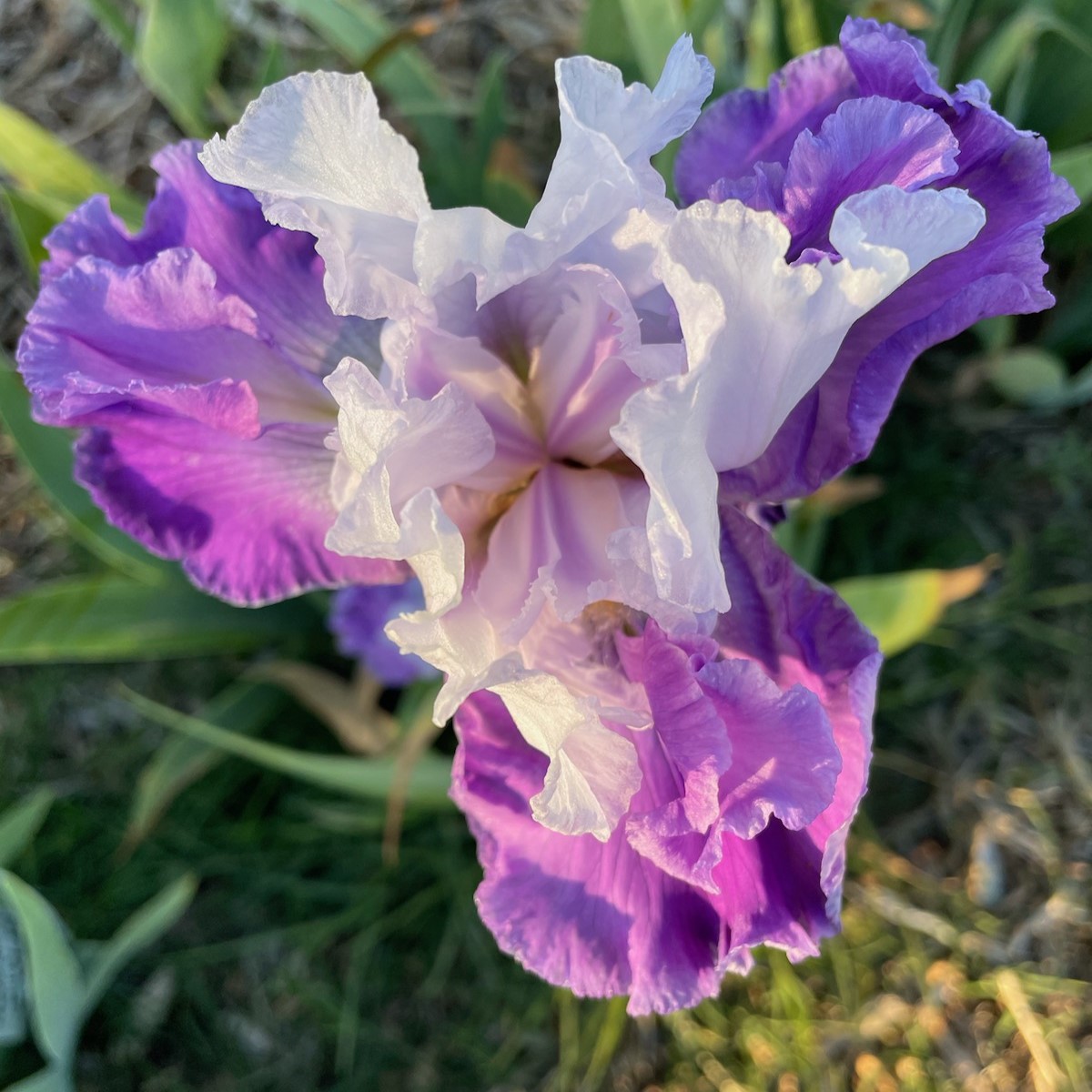 OASIS SPACE NINE IRIS FOR SALE ONLINE