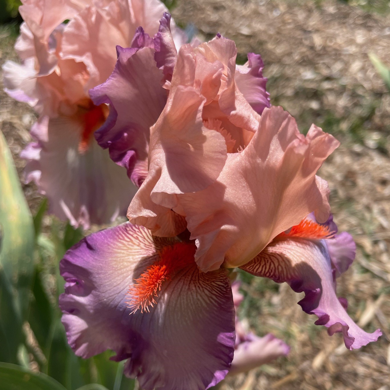 PARISIAN DAWN IRIS FOR SALE ONLINE