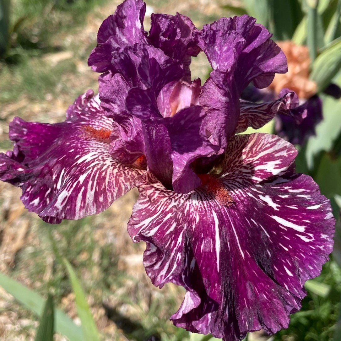 PEEKABOO ZEBU IRIS FOR SALE ONLINE