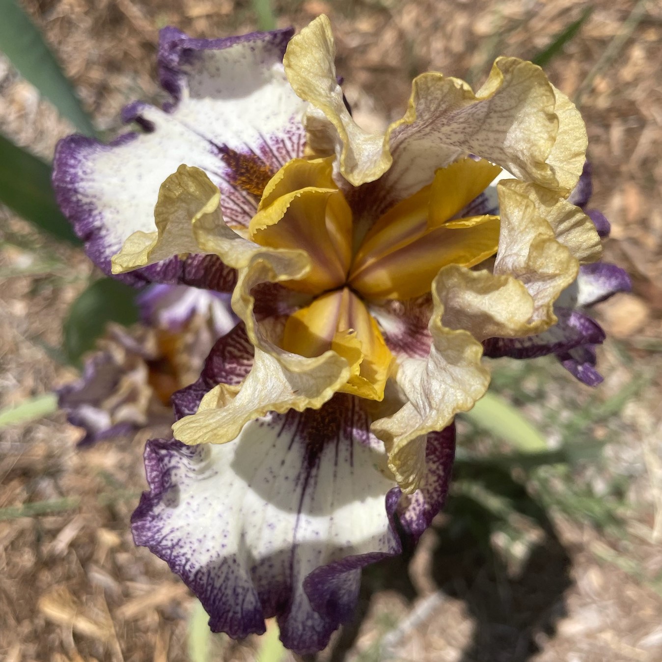POINT MADE IRIS FOR SALE ONLINE