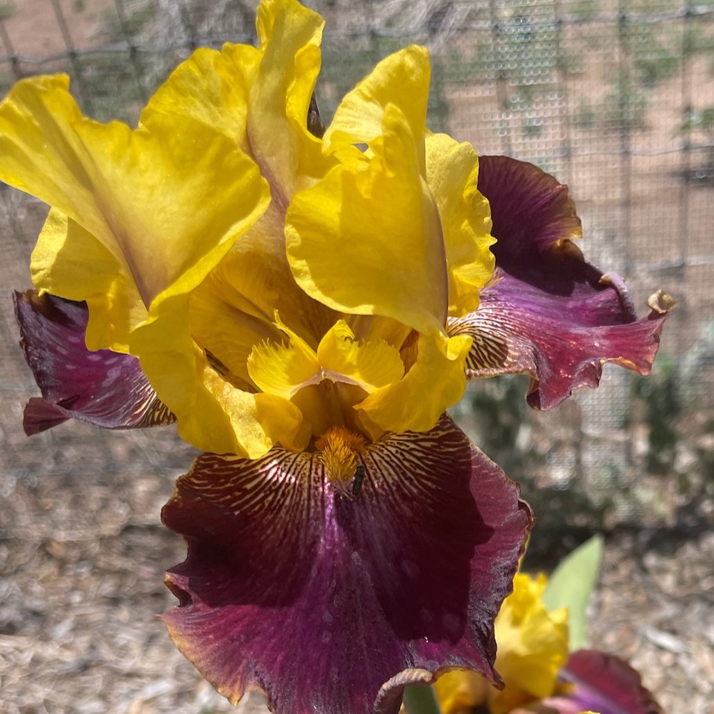POLITICAL ZOO IRIS FOR SALE ONLINE