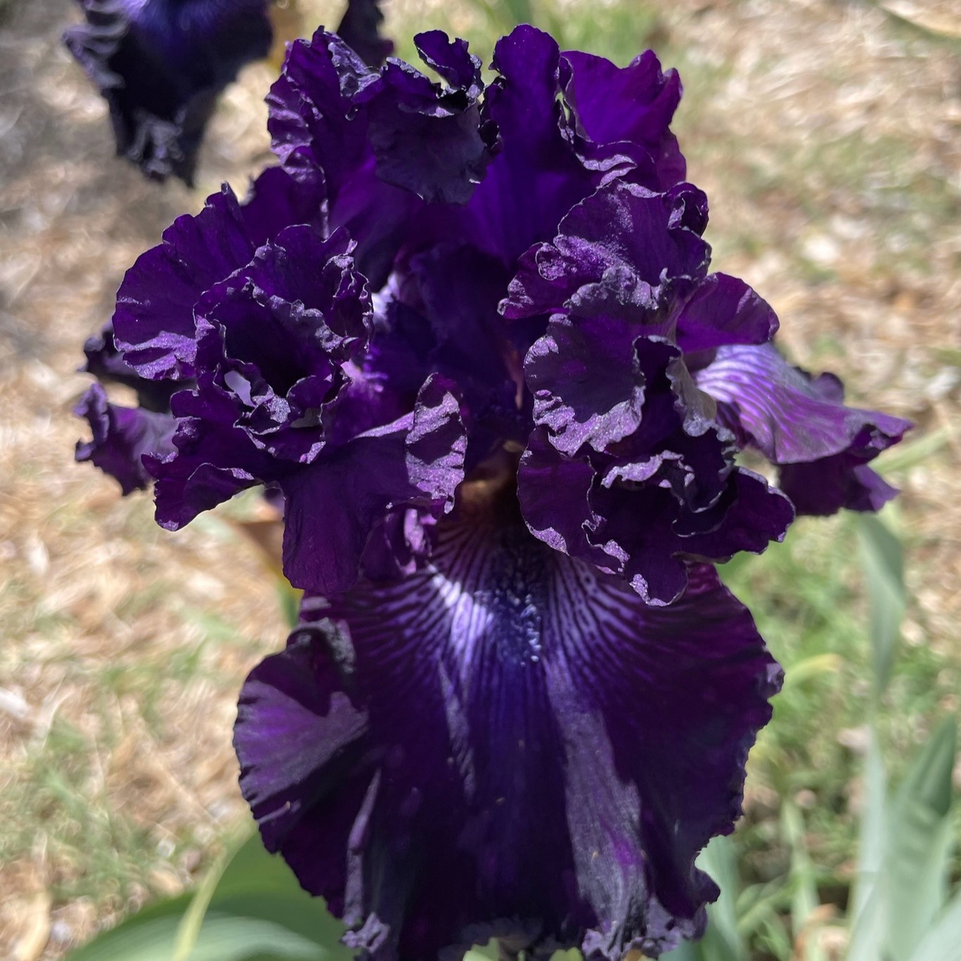 PURPLE SERENADE IRIS FOR SALE ONLINE