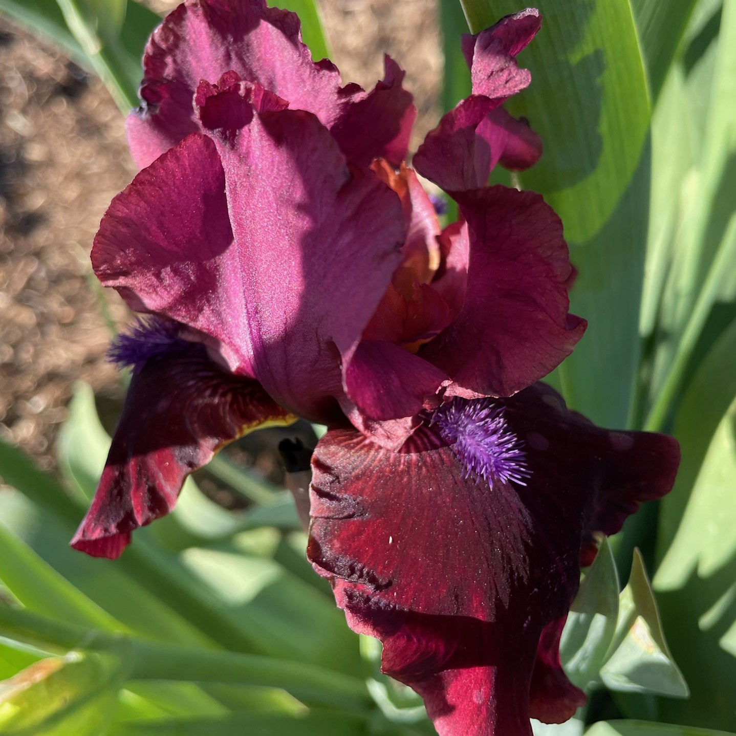 REDNECK GIRL IRIS FOR SALE ONLINE