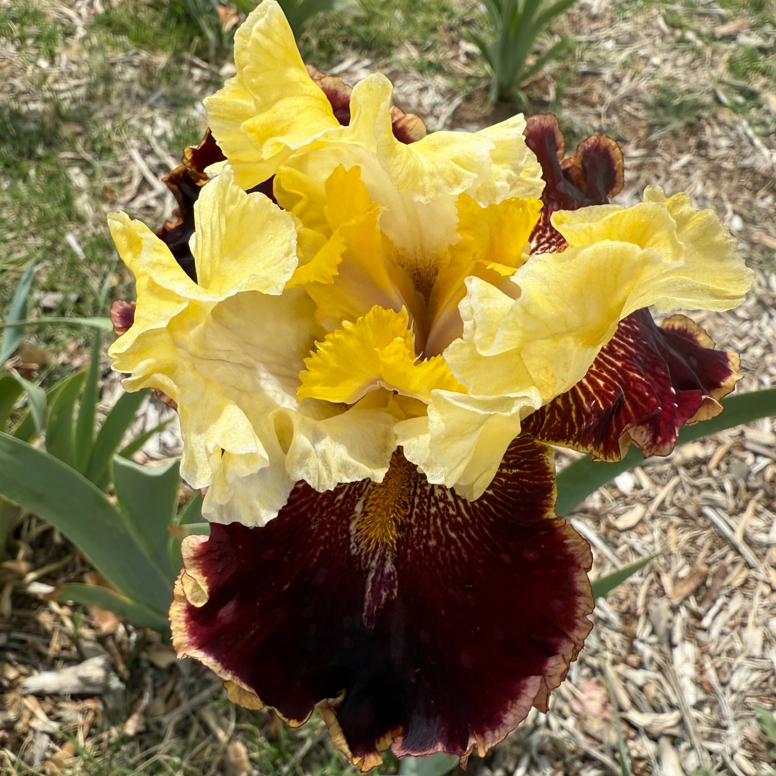 1 RISK TAKER 2 RISK TAKER IRIS FOR SALE ONLINE