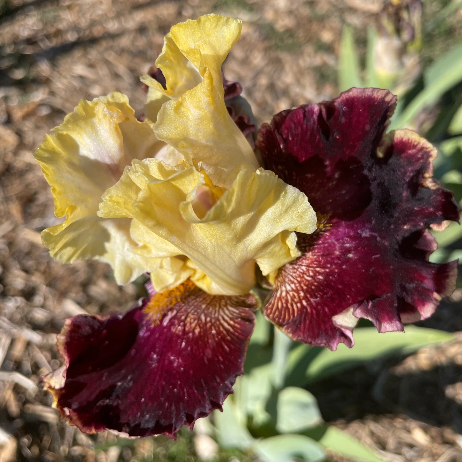 RISK TAKER IRIS FOR SALE ONLINE