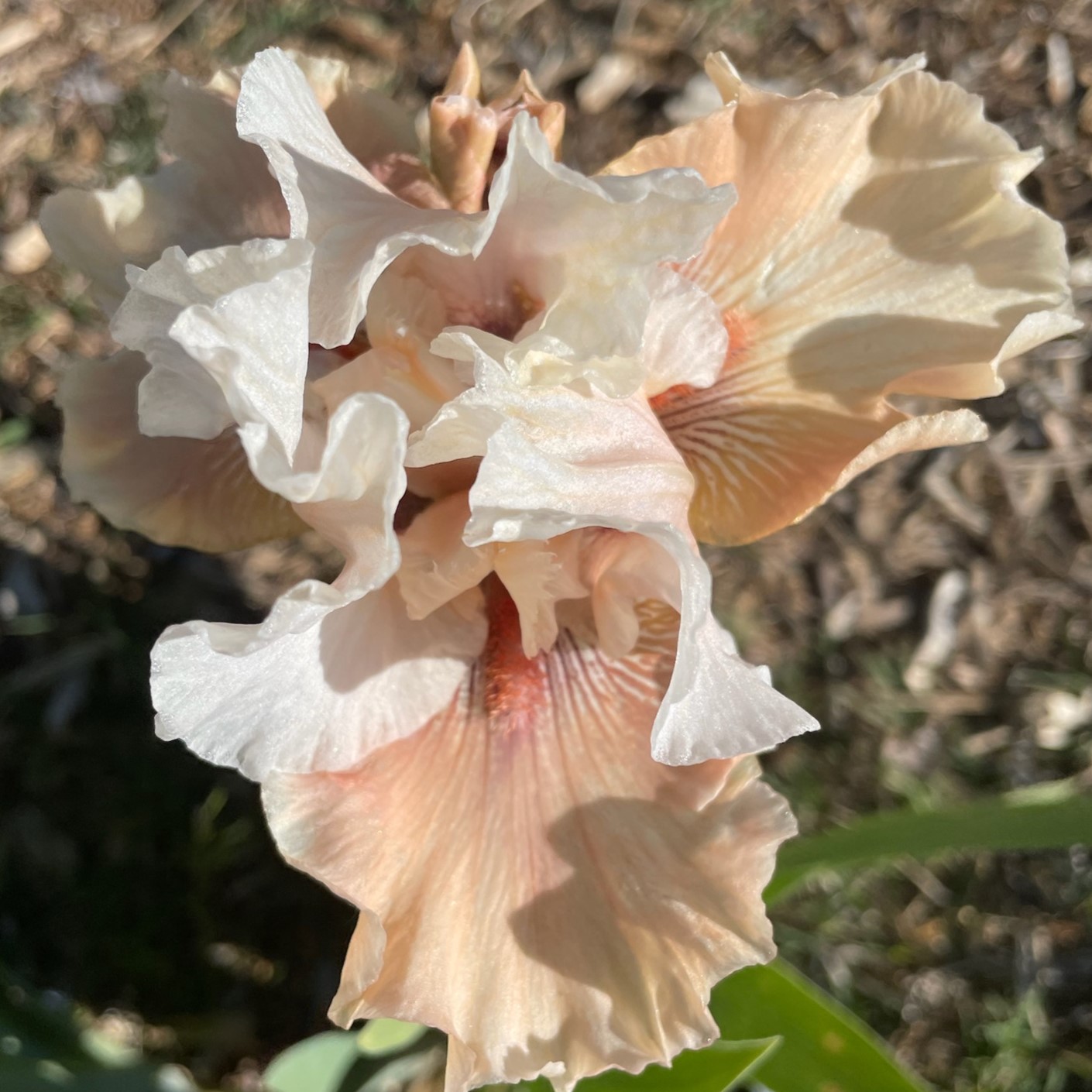 ROYAL PINK IRIS FOR SALE ONLINE