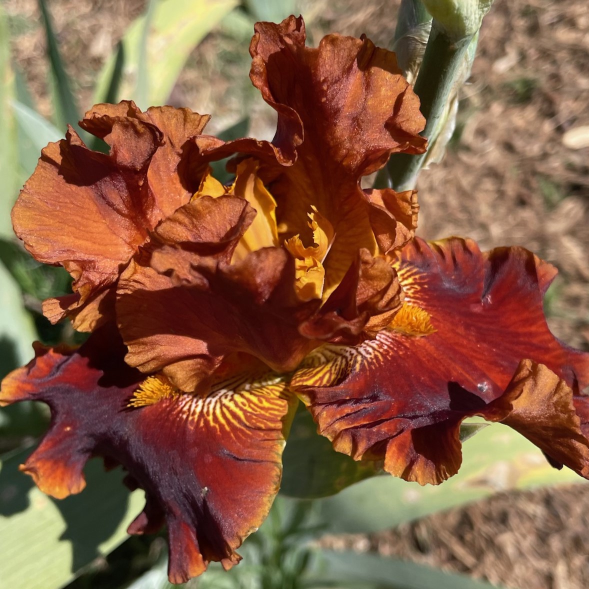 RUSTLER IRIS FOR SALE ONLINE