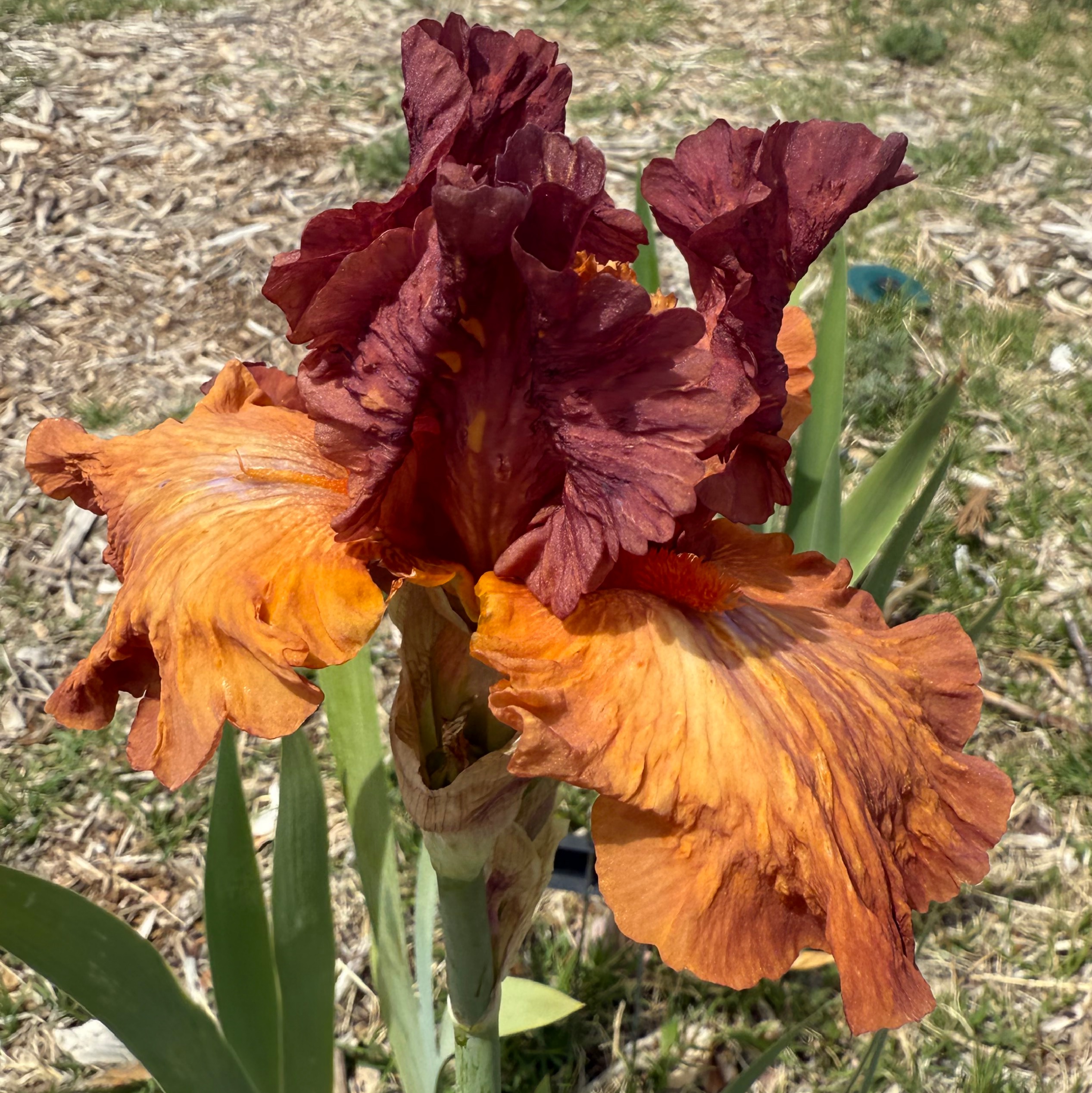 1 SAFARI SUNSET 2 SAFARI SUNSET IRIS FOR SALE ONLINE