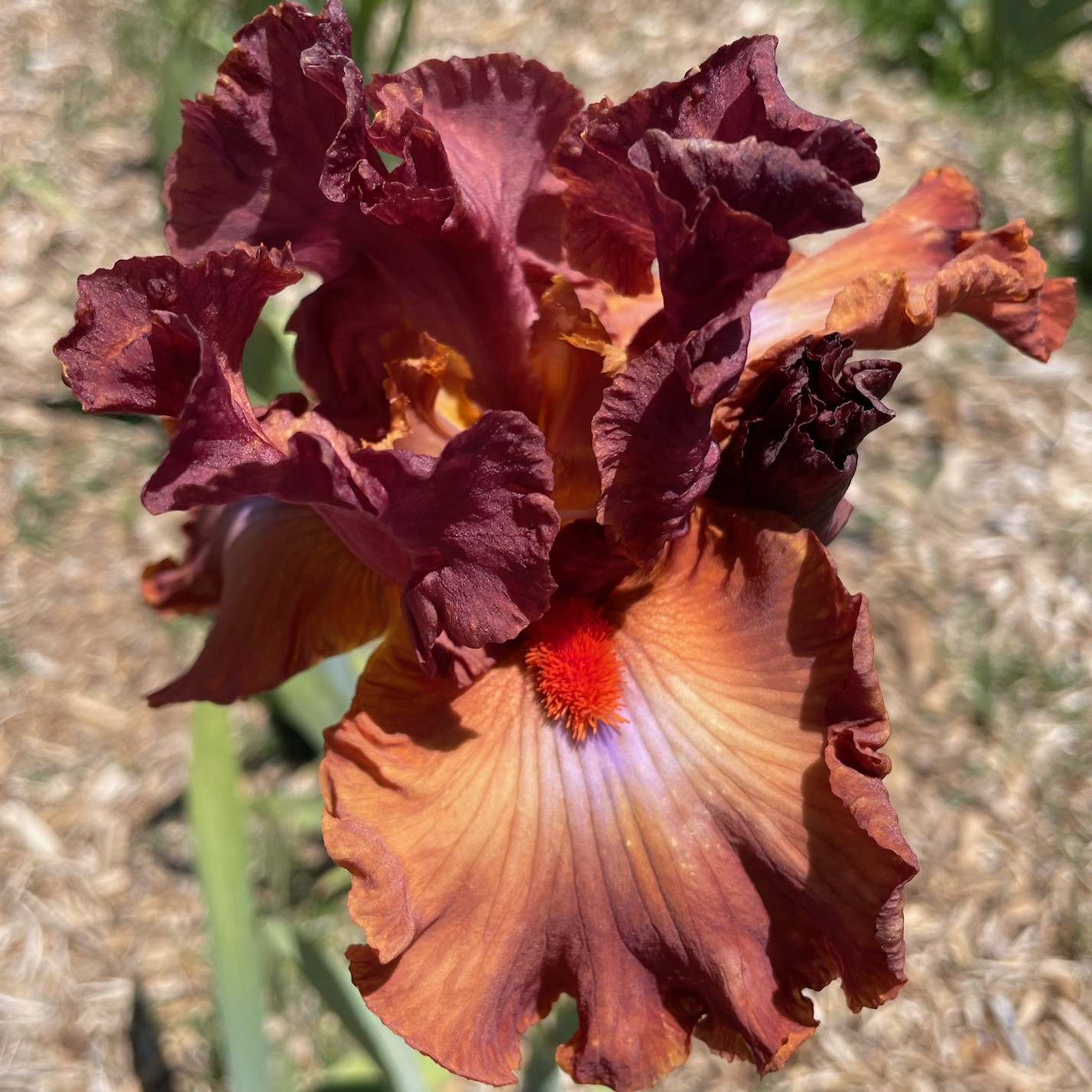 SAFARI SUNSET IRIS FOR SALE ONLINE