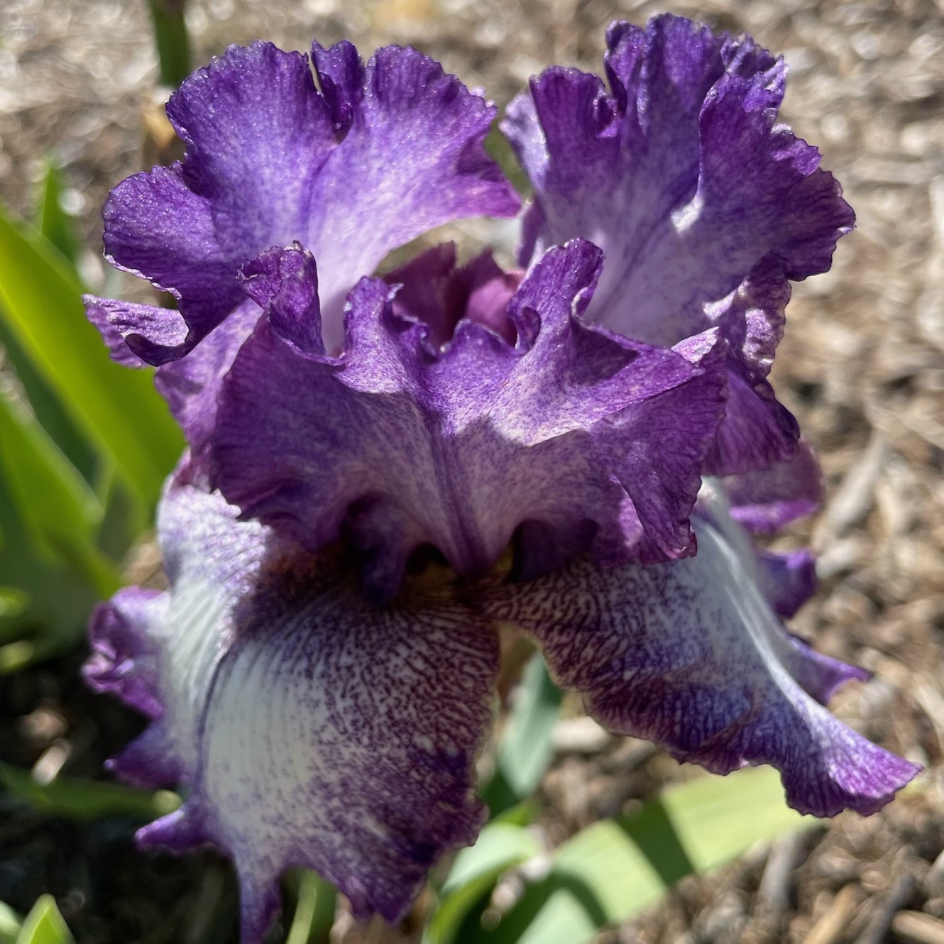 SOUTHWEST COWBOY IRIS FOR SALE ONLINE