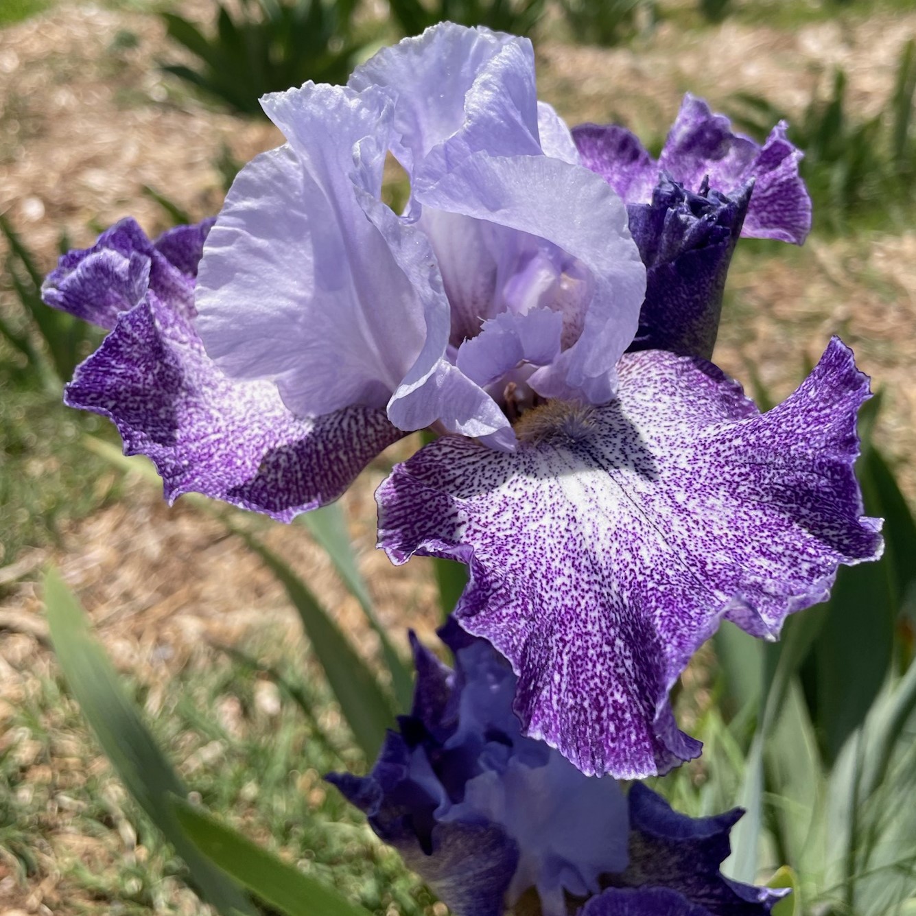 SPLASHACATA IRIS FOR SALE ONLINE