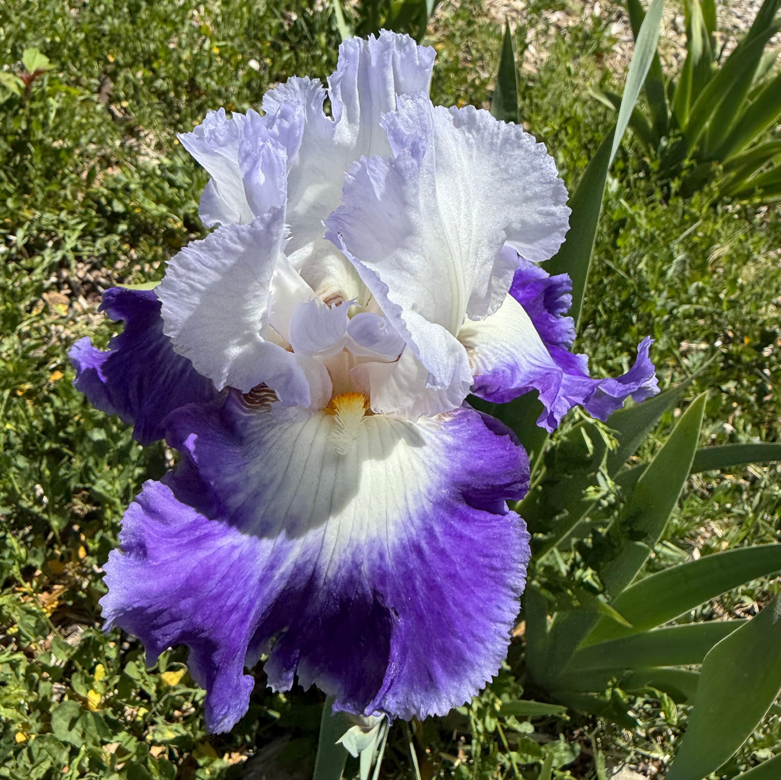 1 SPOT ON 2 SPOT ON IRIS FOR SALE ONLINE