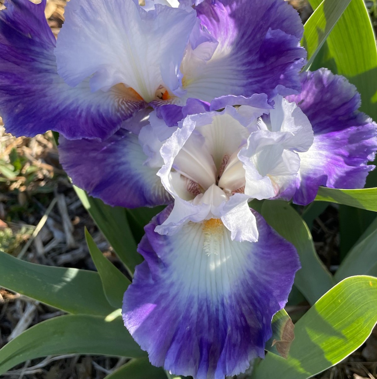 SPOT ON IRIS FOR SALE ONLINE