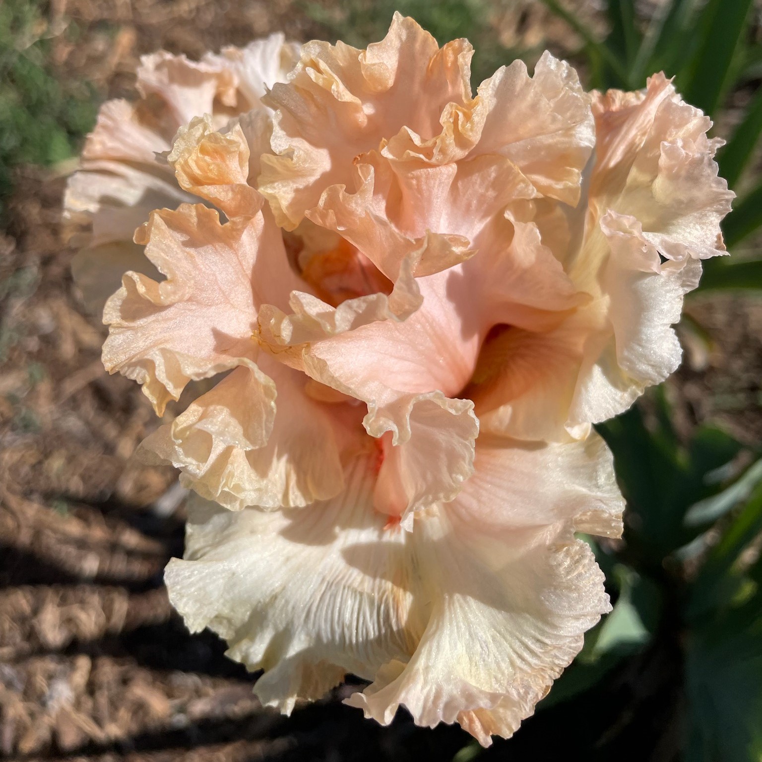 SWEET LATTE IRIS FOR SALE ONLINE