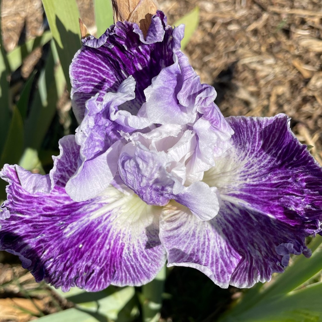 TELEPATHY IRIS FOR SALE ONLINE