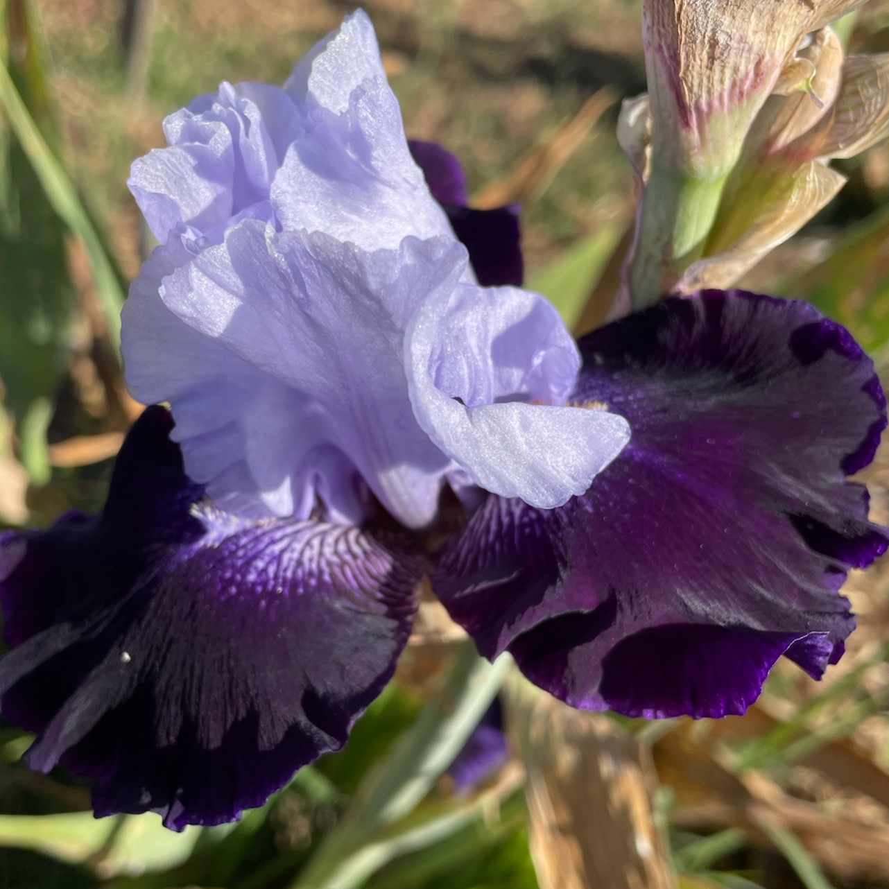 TEMPTING FATE IRIS FOR SALE ONLINE