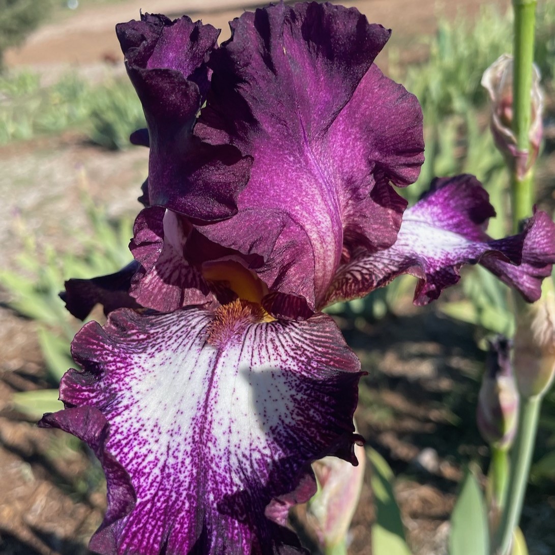 TENNISON RIDGE IRIS FOR SALE ONLINE