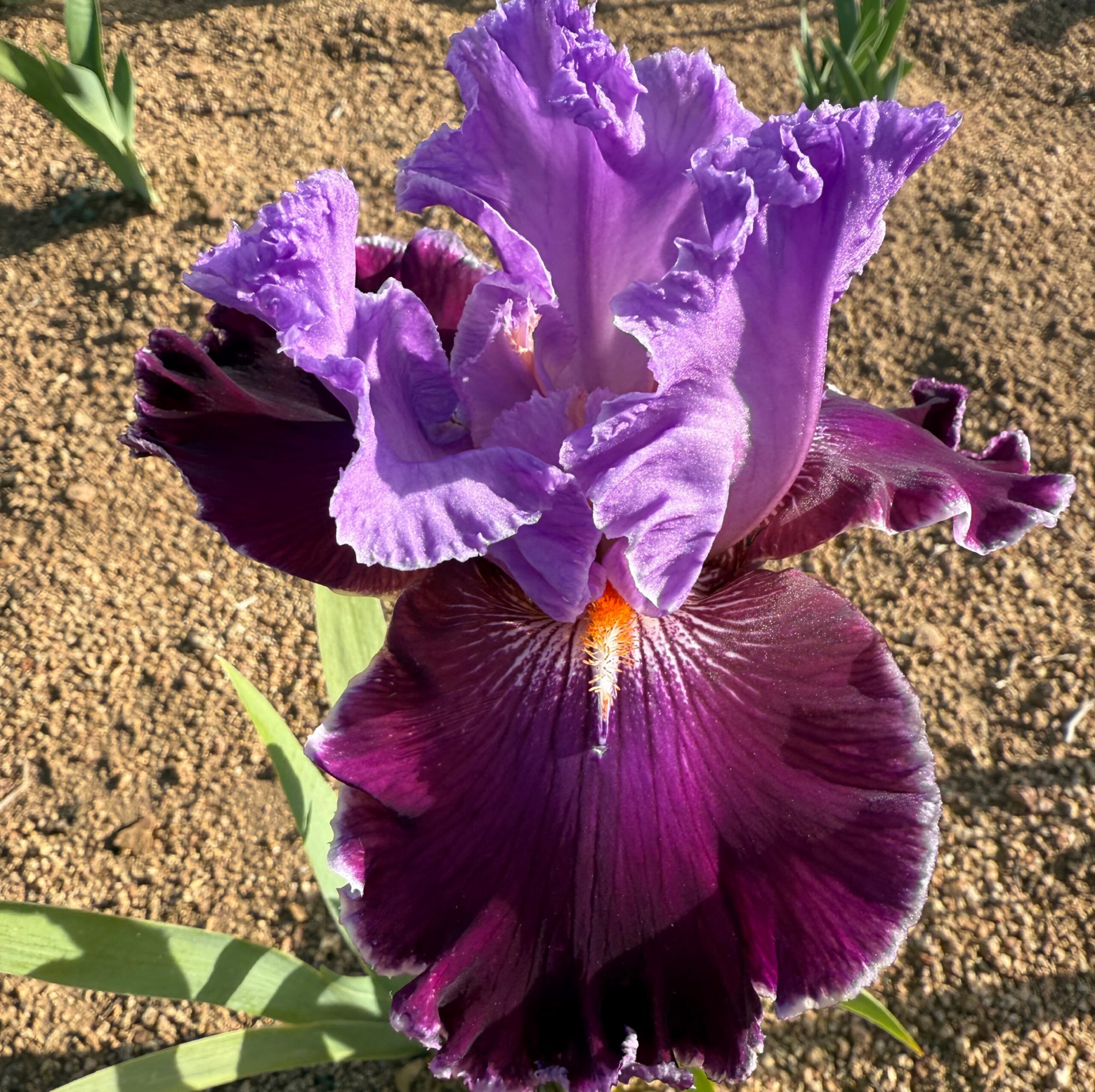 TEXAS TRADITION IRIS FOR SALE ONLINE