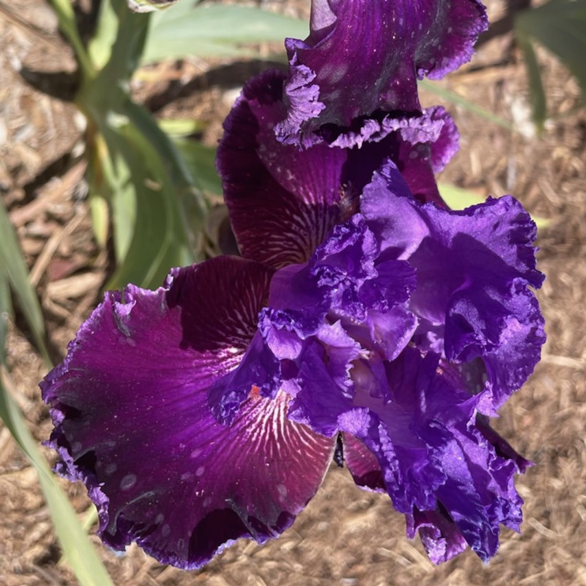TEXAS TRADITION IRIS FOR SALE ONLINE