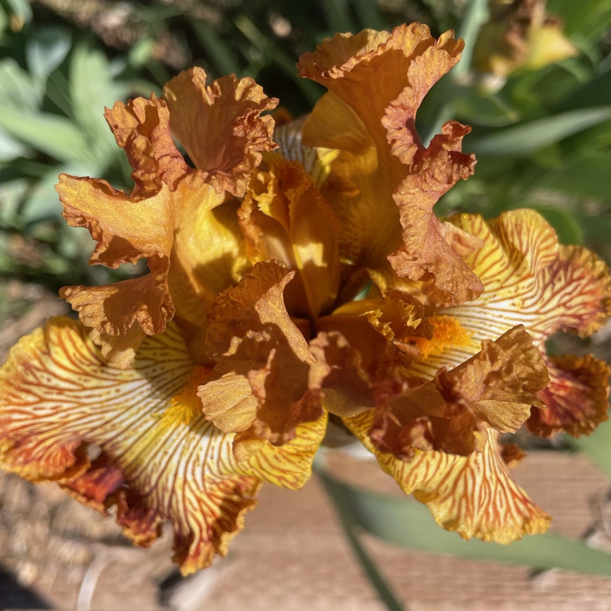 TIGER SHARK IRIS FOR SALE ONLINE