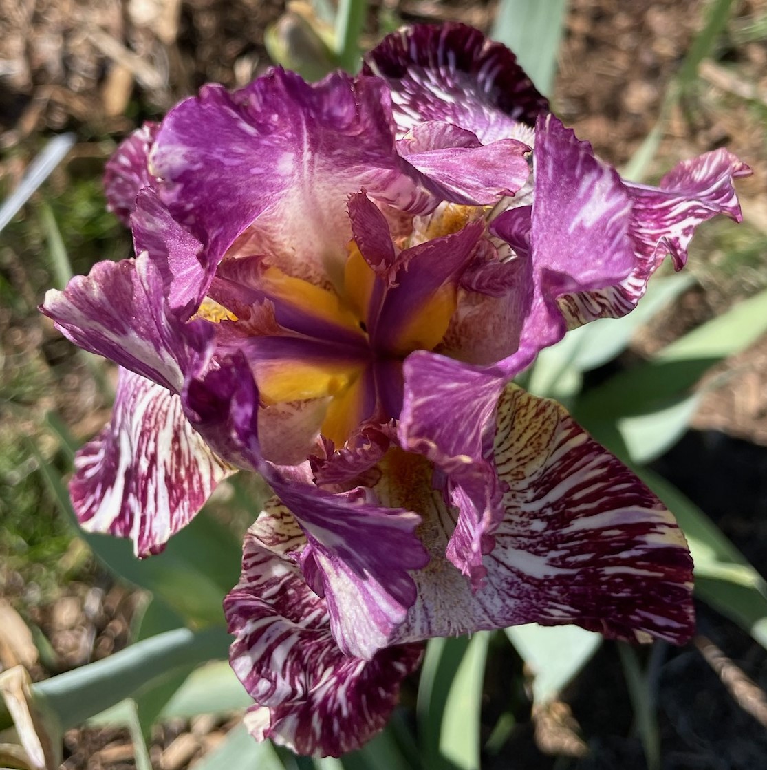 TOTAL CHAOS IRIS FOR SALE ONLINE