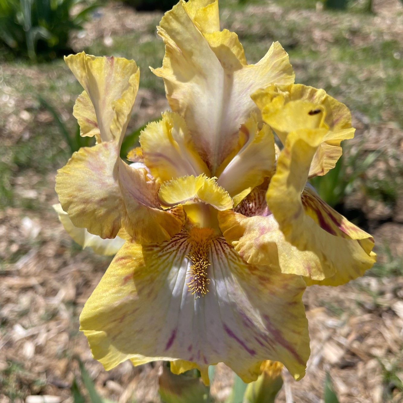 TOUCAN TANGO IRIS FOR SALE ONLINE