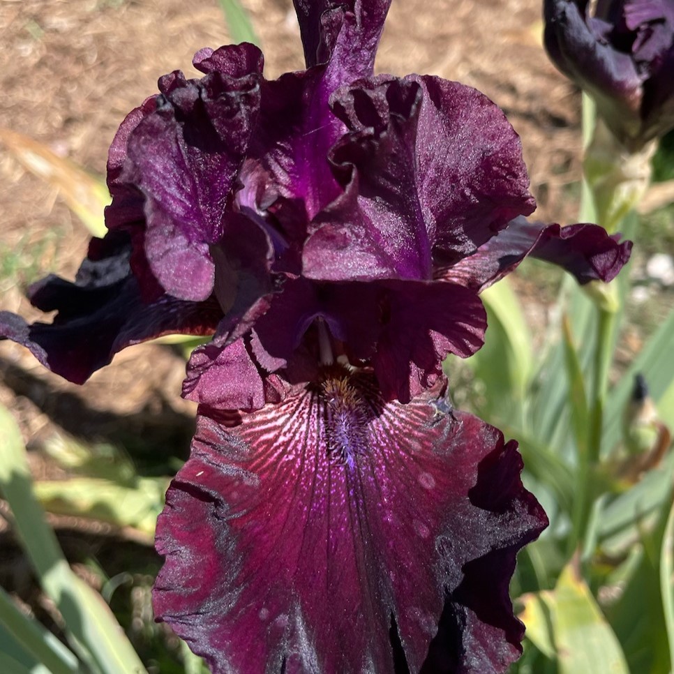 WAGONTRAIL NIGHT IRIS FOR SALE ONLINE