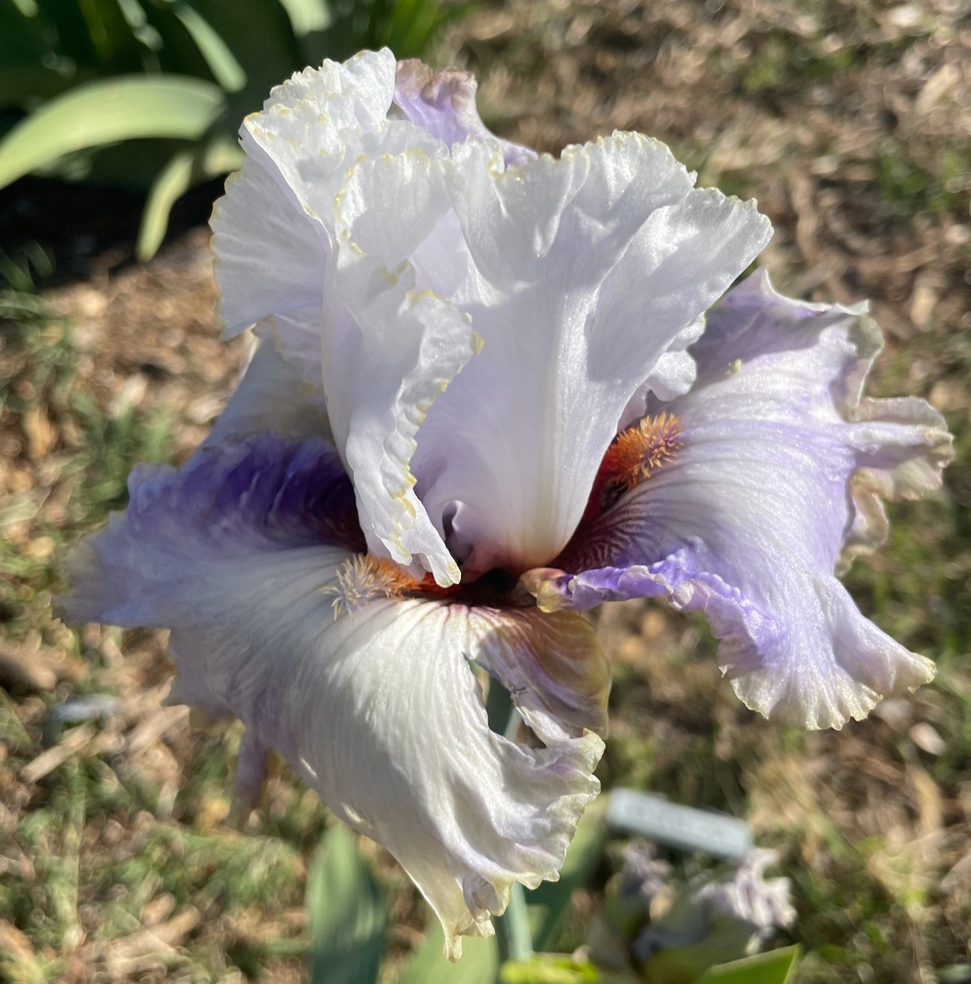 WIRED IRIS FOR SALE ONLINE