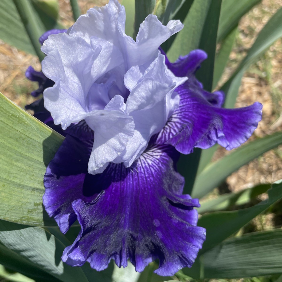 WORLD PREMIER IRIS FOR SALE ONLINE