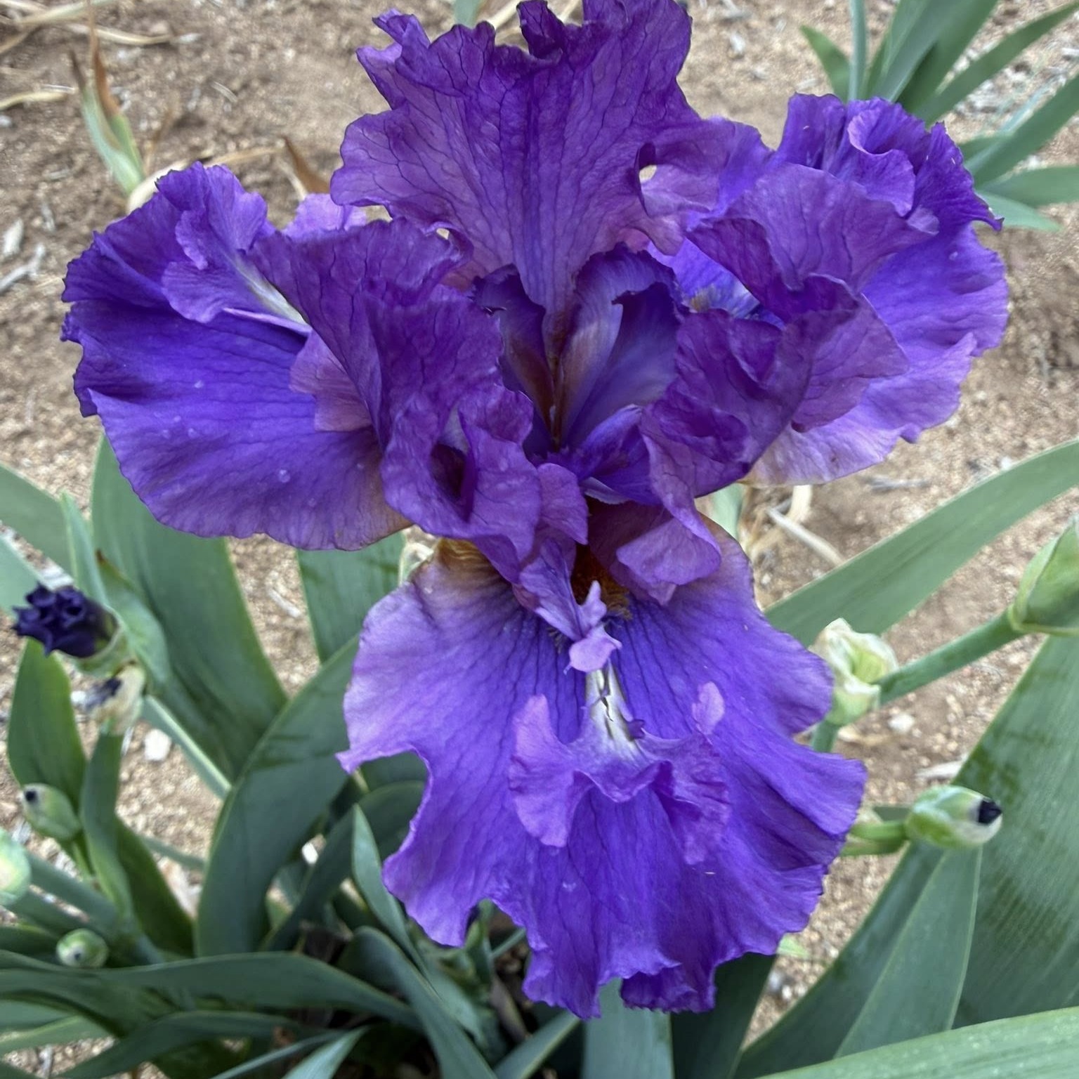 1 YUPPY PUPPY 4 YUPPY PUPPY IRIS FOR SALE ONLINE