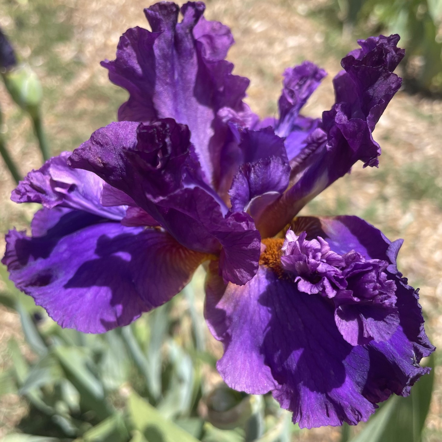 YUPPY PUPPY IRIS FOR SALE ONLINE