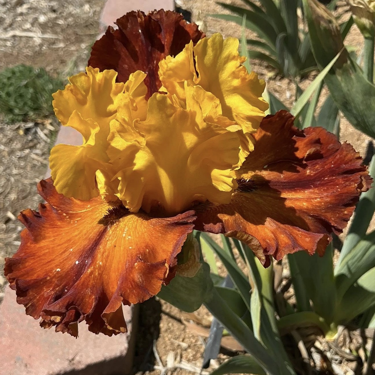 ELOPE TO MADRID IRIS FOR SALE ONLINE