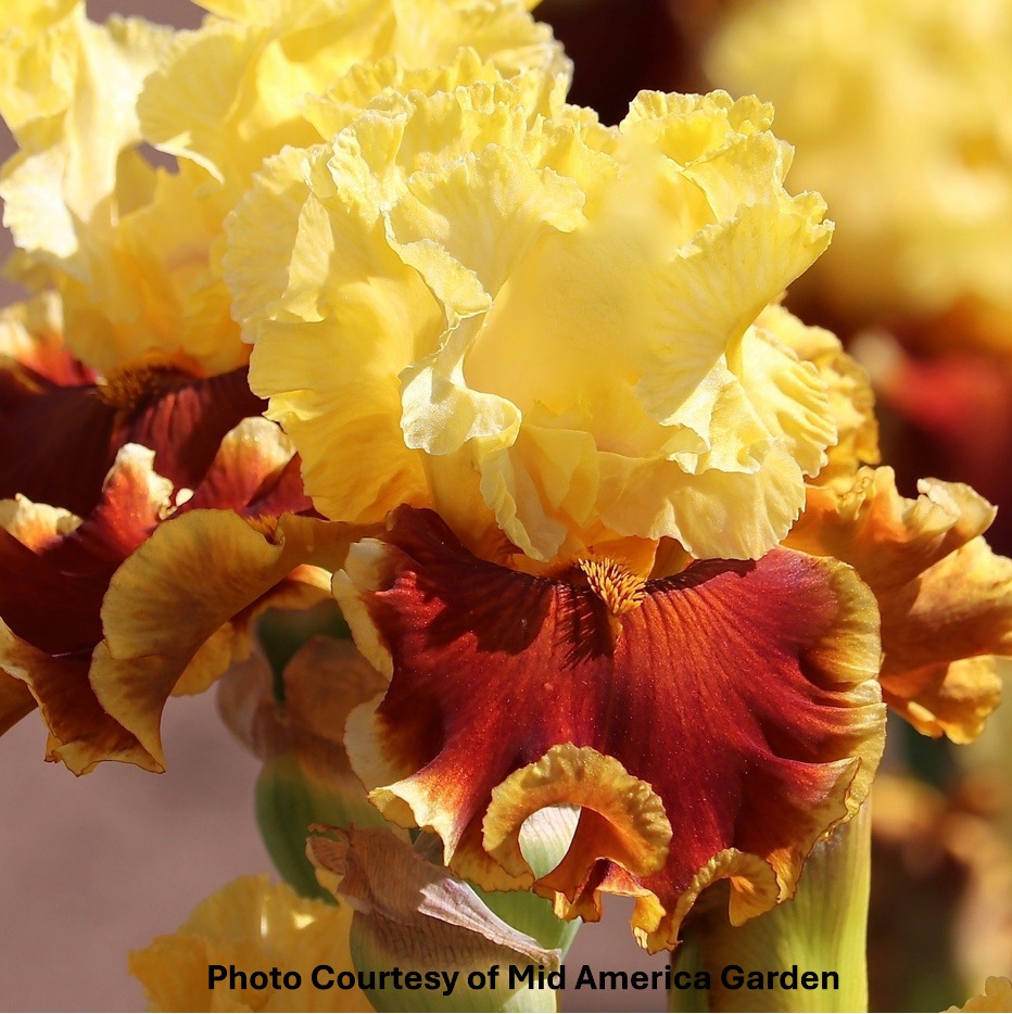 Down In Mexico 3 DOWN IN MEXICO IRIS FOR SALE ONLINE