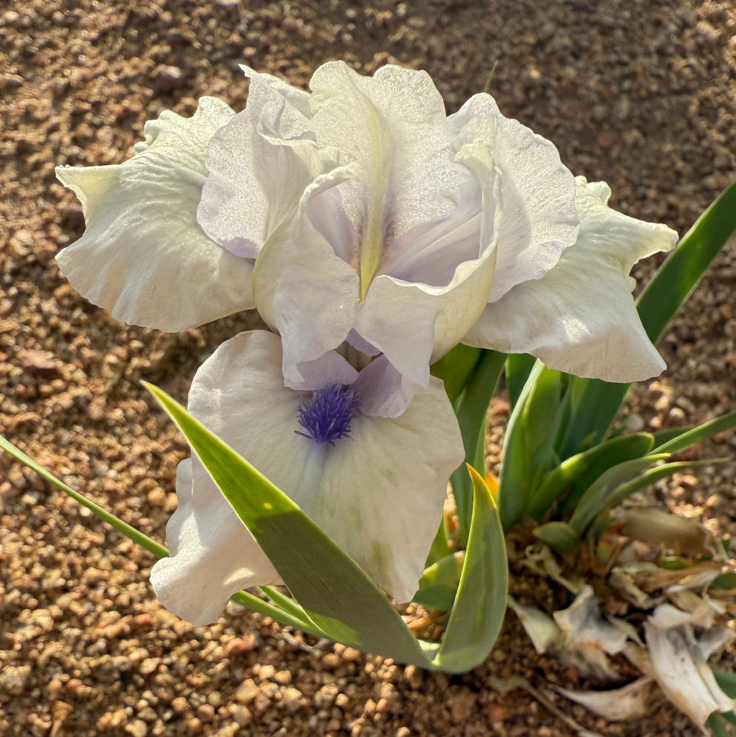 1 BLUEBEARD’S GHOST BLUEBEARD'S GHOST IRIS FOR SALE ONLINE