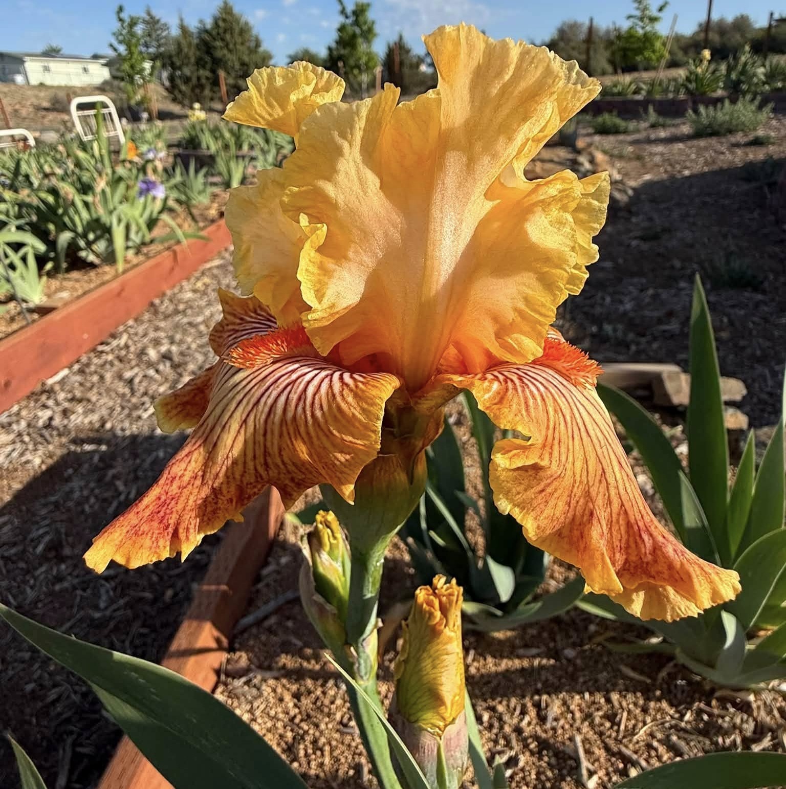GIRL GONE WILD IRIS FOR SALE ONLINE