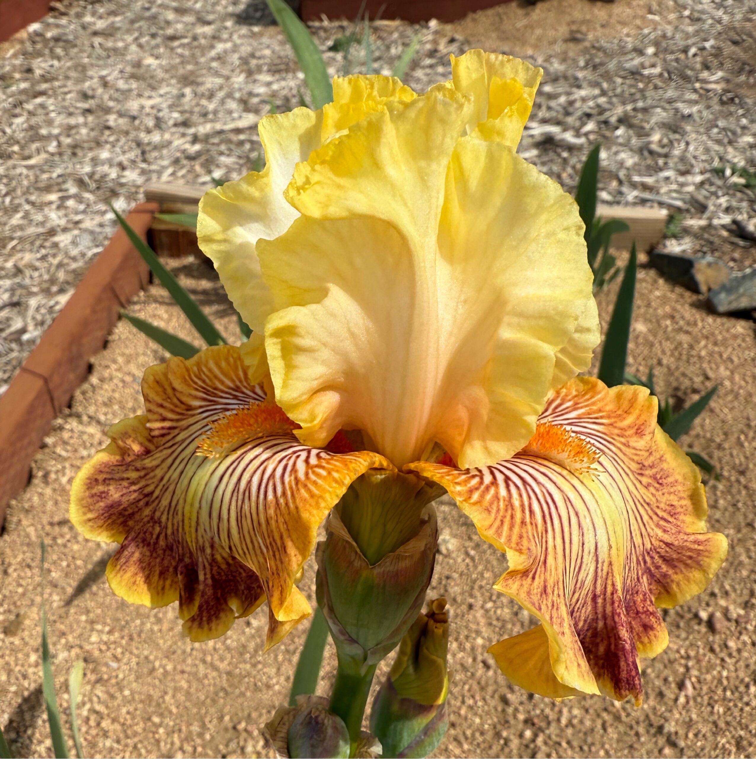 GIRL GONE WILD IRIS FOR SALE ONLINE