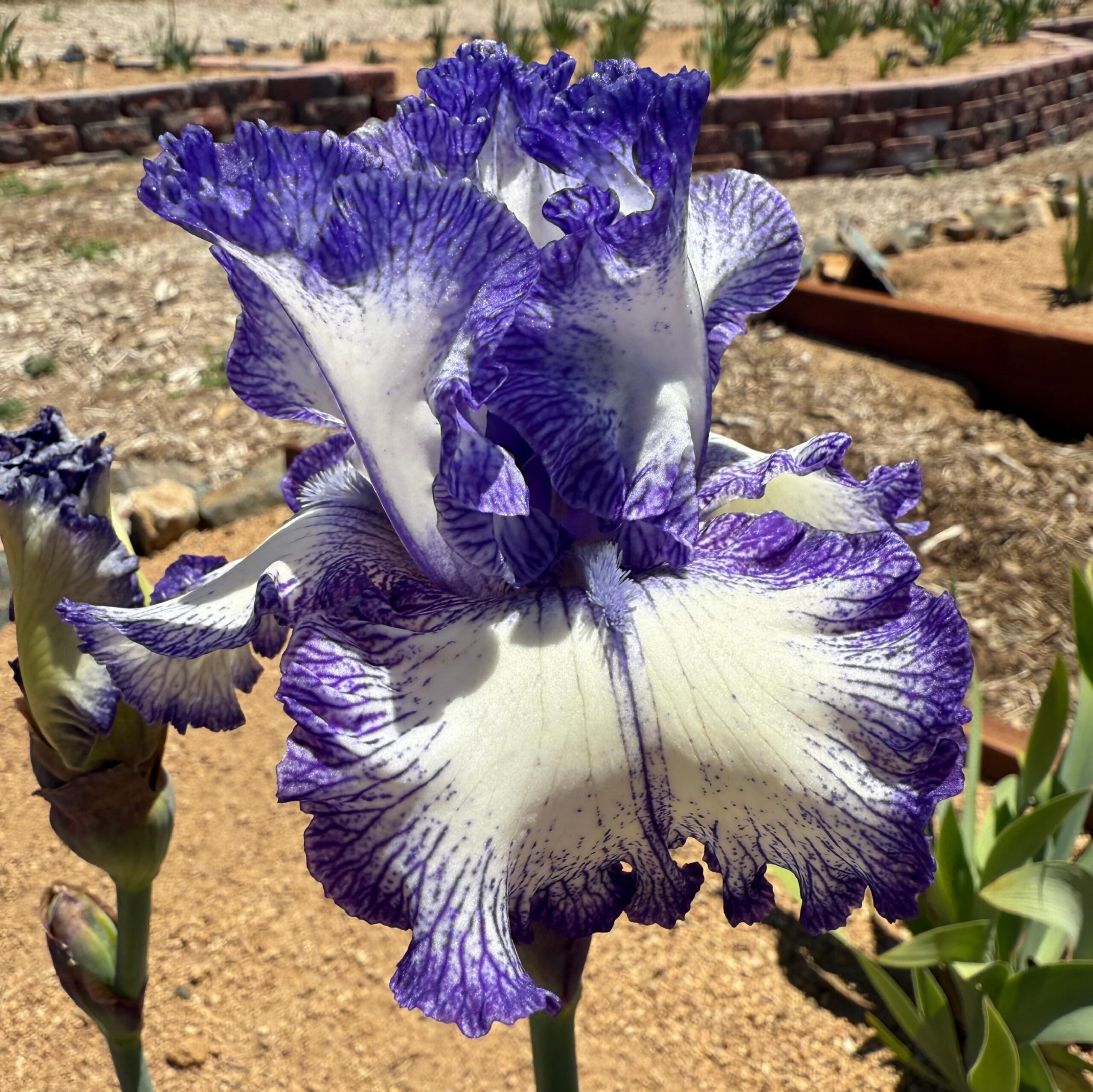1 INK PATTERNS INK PATTERNS IRIS FOR SALE ONLINE