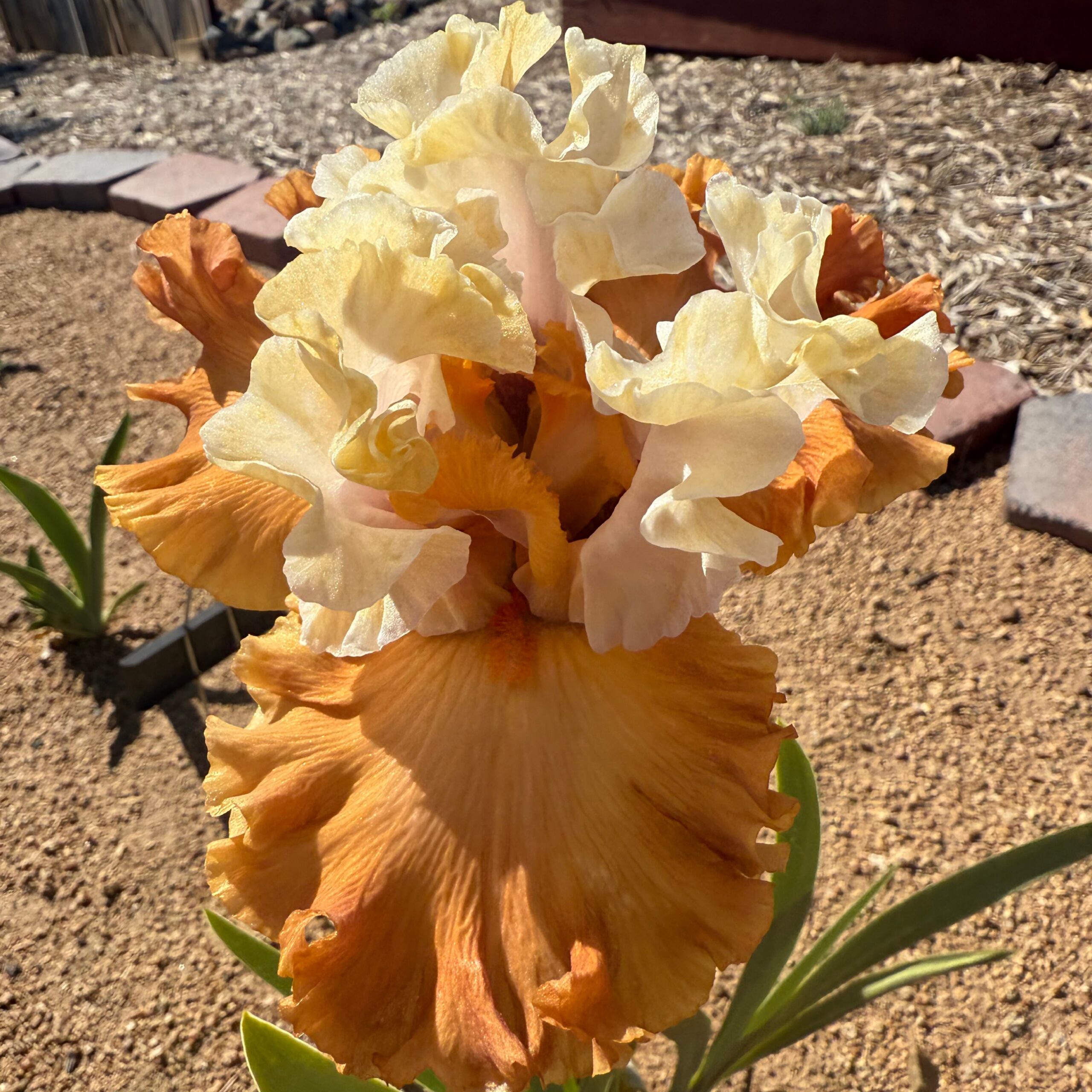1 POWER AND PRESTIGE POWER AND PRESTIGE IRIS FOR SALE ONLINE