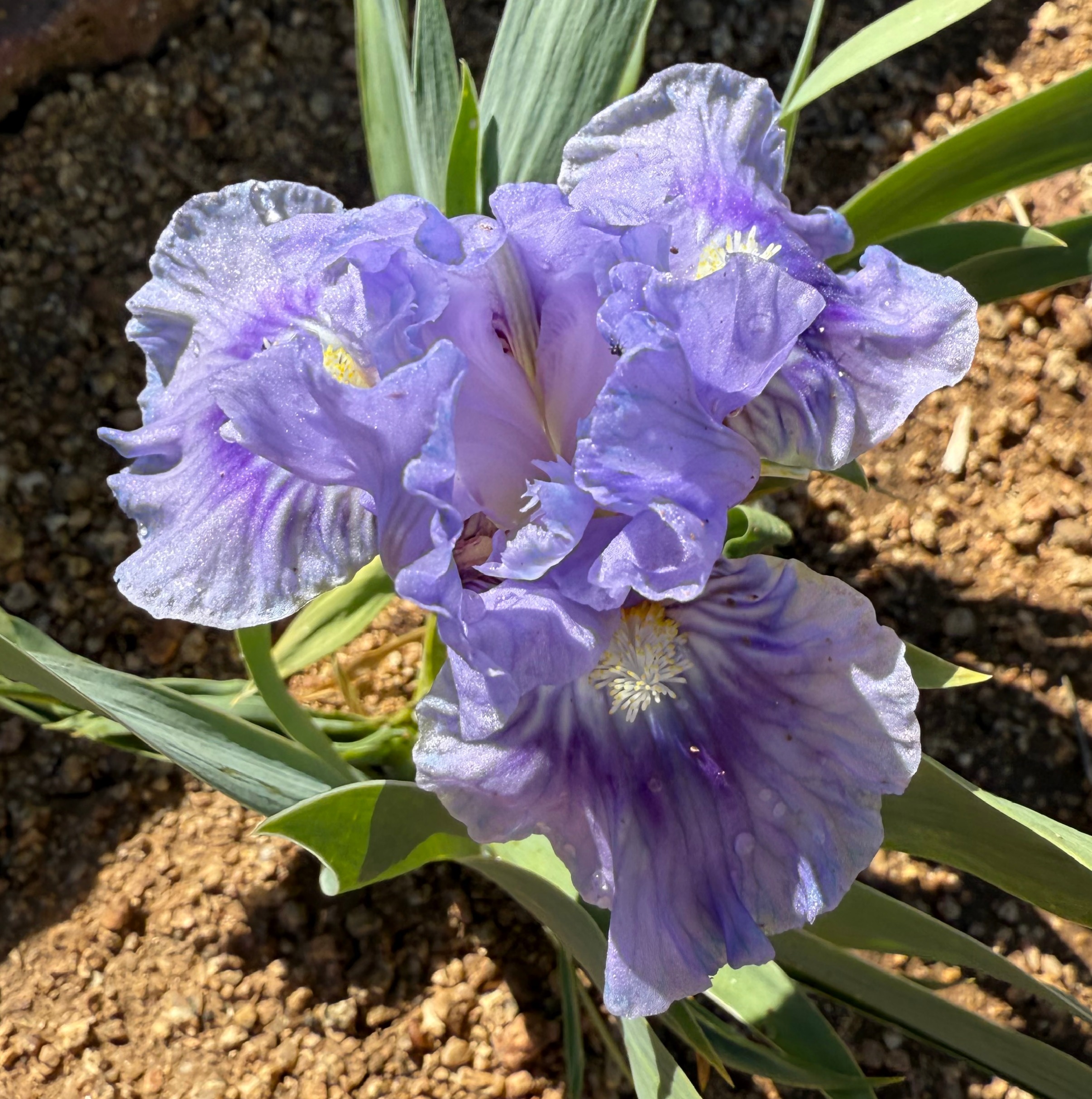 1 WOWZIE WOWZIE IRIS FOR SALE ONLINE