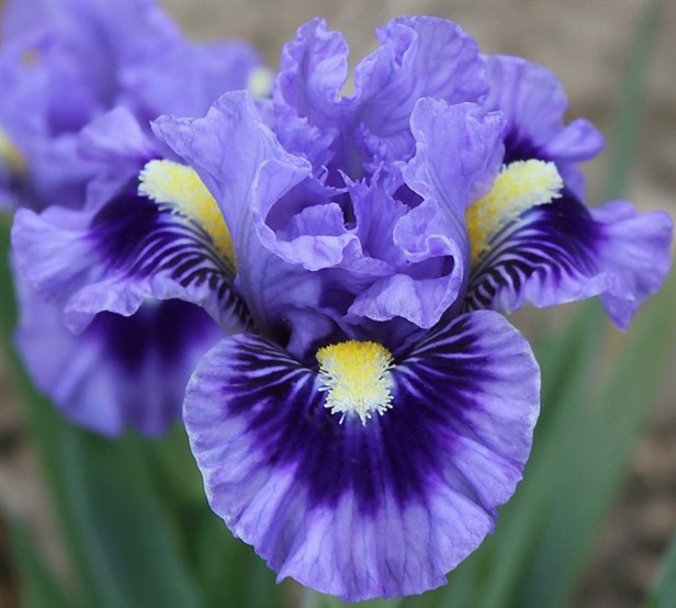 Wowzie 2 WOWZIE IRIS FOR SALE ONLINE