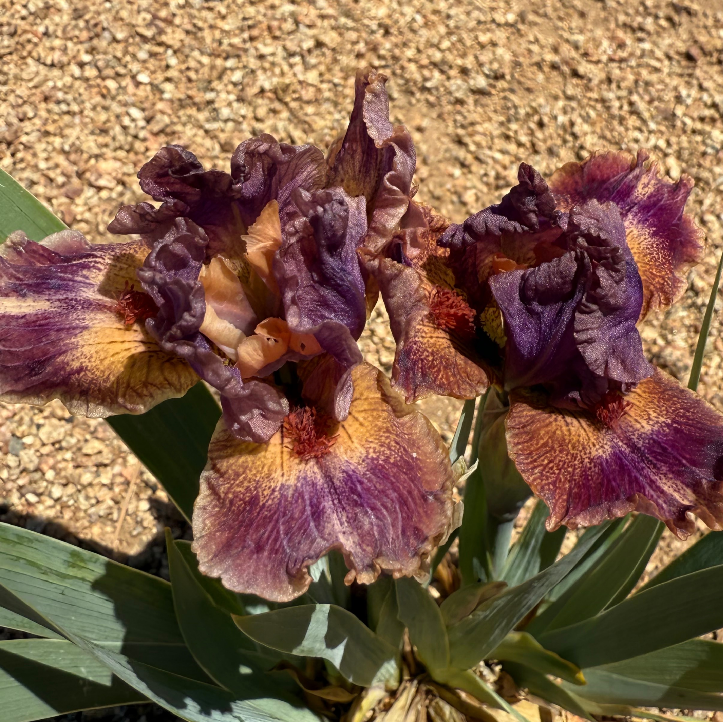 1 ARTIST’S HAND ARTIST'S HAND IRIS FOR SALE ONLINE
