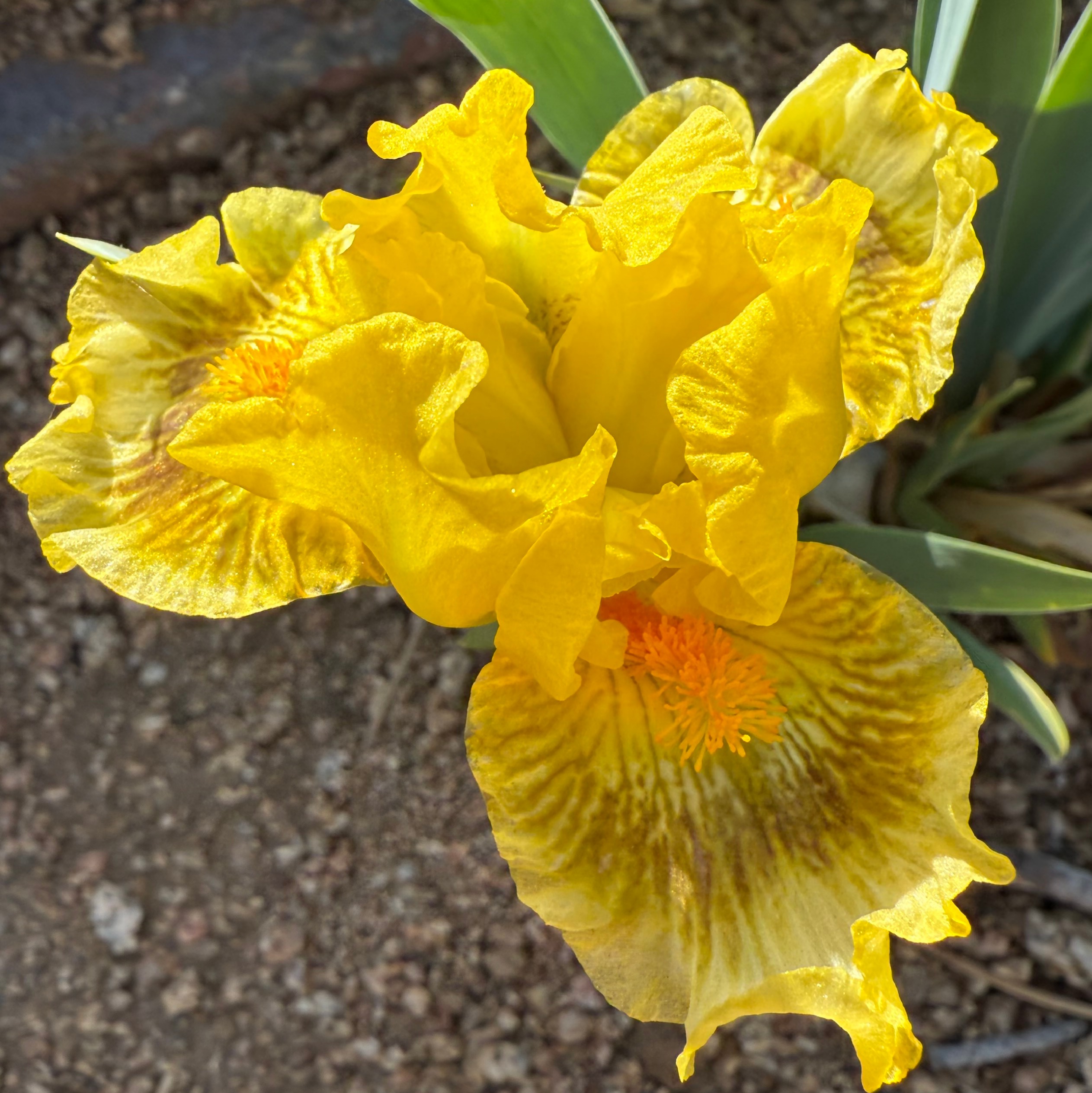 1 BUDGIE BUDGIE IRIS FOR SALE ONLINE