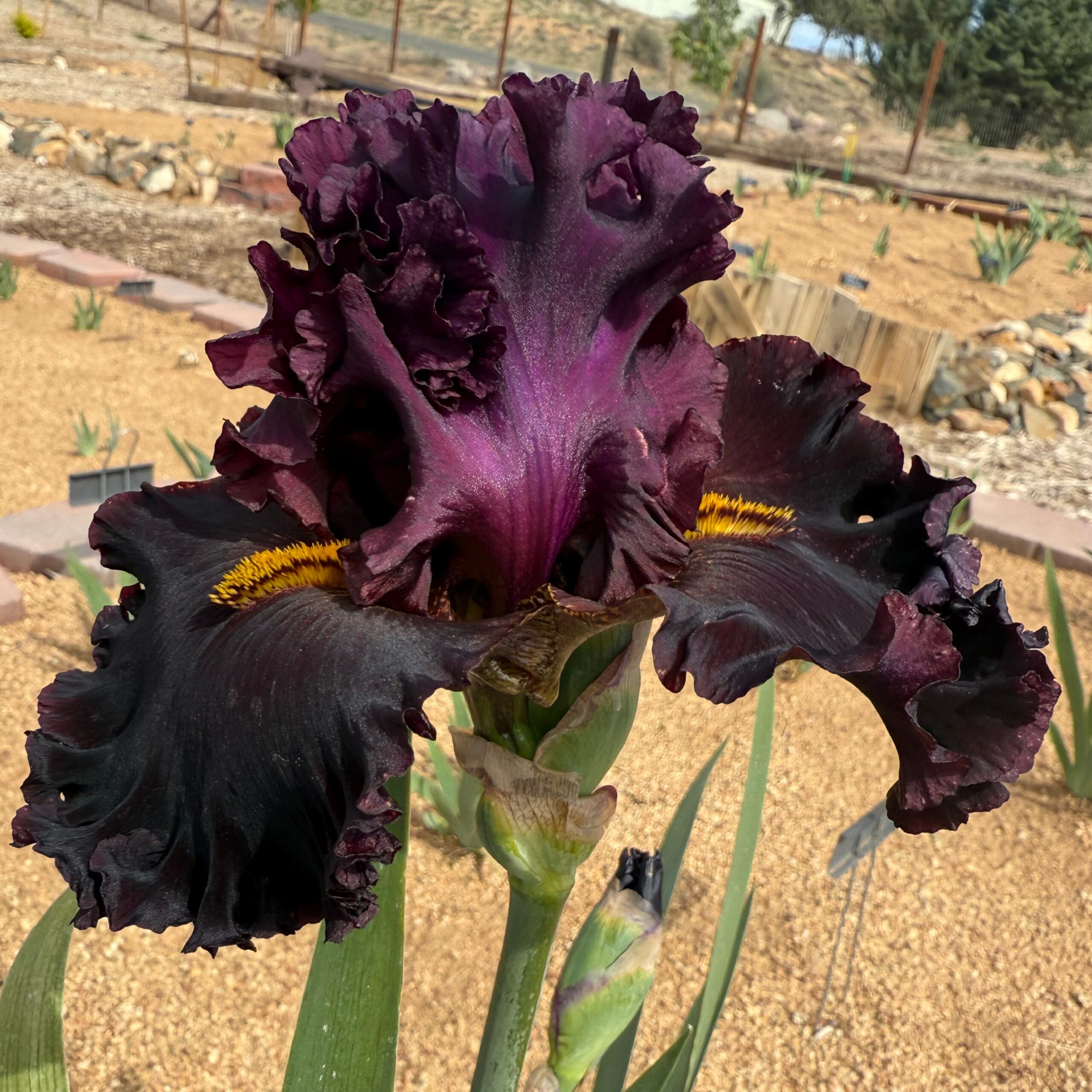 1 BURNING QUESTION BURNING QUESTION IRIS FOR SALE ONLINE